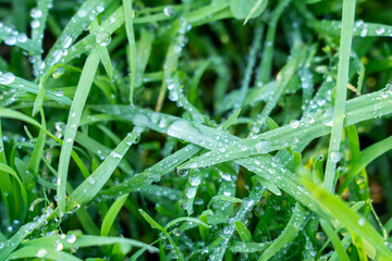 crystal clear morning dew on the lawn, on the leaves