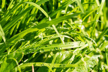 crystal clear morning dew on the lawn, on the leaves
