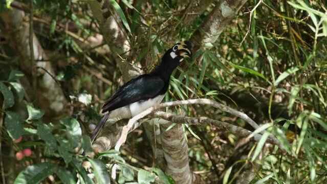 Oriental Pied Hornbill Anthracoceros albirostris seen within the foliage of a fruiting tree facing towards the left stretching its head around, Khao Yai National Park, Thailand.