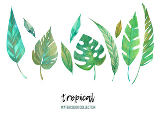 Tropical leaves watercolor collection on white background.  6458 x 4816 (600dpi)