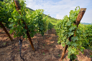 Vineyard on the slopes of the mountains. View across the rows of grapevines at vineyards 