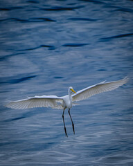 Bird flying