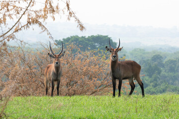 two waterbucks standing in a field, Queen Elizabeth National Park, Uganda, Africa