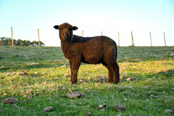 Borrego, cordero, oveja negra 