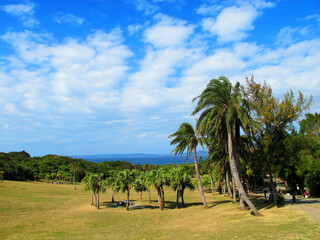 palm trees on the beach