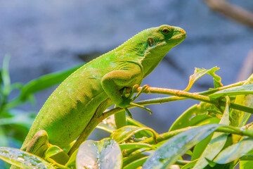 the closeup image of female Fiji banded iguana (Brachylophus fasciatus) 
An arboreal species of lizard endemic to some of the southeastern Fijian islands. 