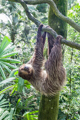 The close image of Linneaus' Two-toed Sloth (Choloepus didactylus). A species of sloth from South America,  have longer hair, bigger eyes, and their back and front legs are more equal in length. © Danny Ye