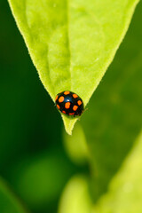 Ladybug on a leaf