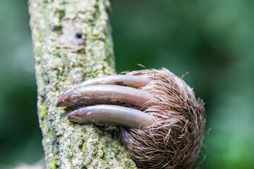 The hind legs claws of Hoffmann's two-toed sloth  (Choloepus hoffmanni). 
A species of sloth from...