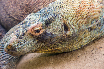 The closeup image of Komodo dragon. 
it is also known as the Komodo monitor, a species of lizard found in the Indonesian islands of Komodo, Rinca, Flores, and Gili Motang.