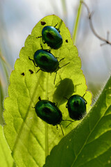 Ladybugs on a leaf - Cetonia dorata