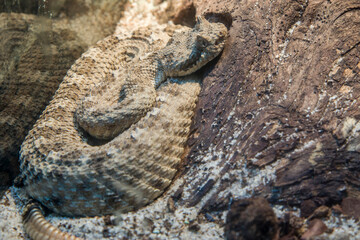 The closeup image of juvenile sidewinder (Crotalus cerastes).
It is a venomous pit viper species and found in the desert regions of the southwestern United States and northwestern Mexico. 