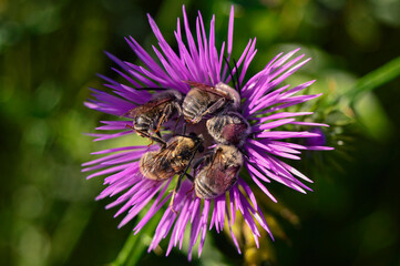 Bees spleeping on a flower 3 - Eucera - Solitary bees