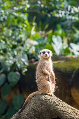 The meerkat (Suricata suricatta) stands alone as guard
A small carnivoran belonging to the mongoose family.
Its face tapers, coming to a point at the nose, which is brown. 