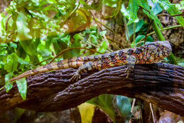 The Chinese crocodile lizard (Shinisaurus crocodilurus) is a semiaquatic lizard found only in cool forests in southern China and northern Vietnam. 