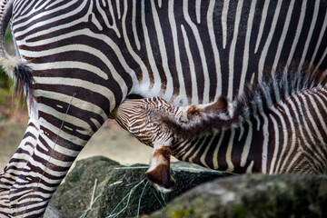 Fototapeta na wymiar A Grevy's zebra foal is eating milk , the largest living wild equid and most threatened of the three species of zebra, Compared with others, it is tall, has large ears, and its stripes are narrow.