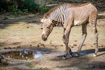 A Grevy's zebra foal, the largest living wild equid and the largest and most threatened of the three species of zebra,
Compared with others, it is tall, has large ears, and its stripes are narrow.