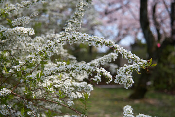 Spiraea thunbergii  in blossom.  Japan
