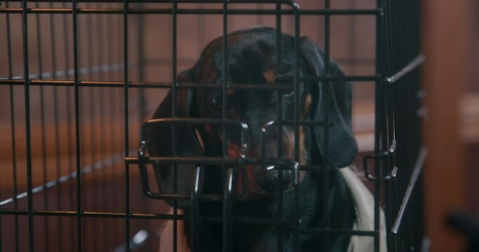 Black dachshund dog with long ears looks around sitting in iron cage closed in cabin OF pirate ship during voyage close view