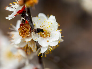 白梅の蜜を吸う蝿