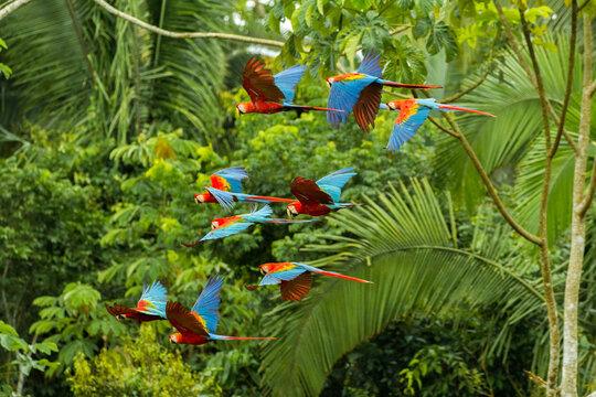 Flock of scarlet and red-and-green macaws flying in amazonas rainforest in Manu National Park/Peru close to chuncho clay lick in Tambopata