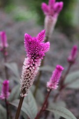 Fuchsia Flowers