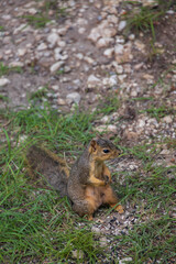 Naklejka na ściany i meble Squirrel sitting in the grass