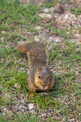 Squirrel in the grass eating 