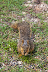 Squirrel in the grass eating 