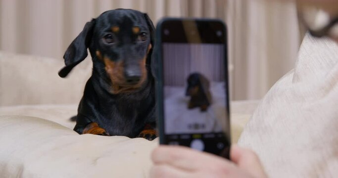 Person takes series of pictures of cute dachshund puppy, who obediently poses on bed at home. Owner photographs pet in different camera modes using smartphone, blurred foreground
