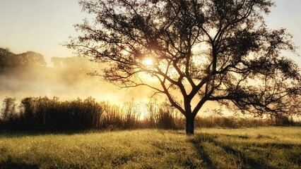 Fototapeta na wymiar Dawn fog tree