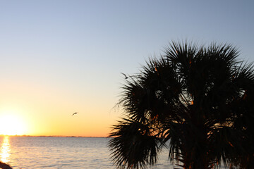 Fototapeta na wymiar palm trees at sunrise