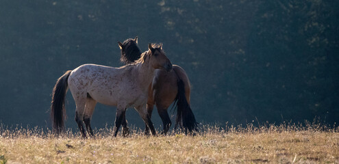 Red Roan and Bay wild horse stallions fighting in North America