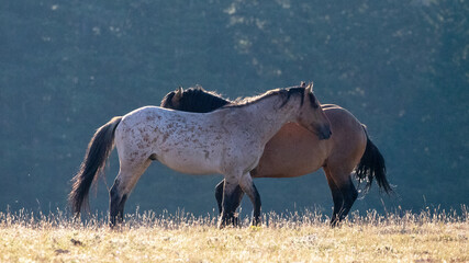 Red Roan and Bay wild horse stallions facing off before fighting - western United States