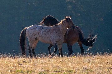 Red Roan and Bay wild horse stallions fighting one another in the western United States