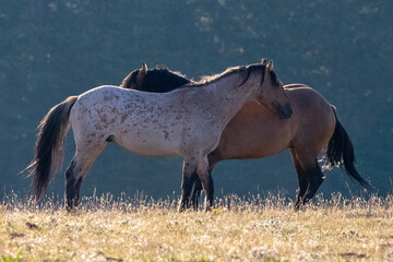 Red Roan and Bay wild horse stallions leaning against each other before fighting -  western United...