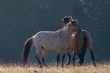 Red Roan and Bay wild horse stallions fighting in the Pryor Mountains in Wyoming United States