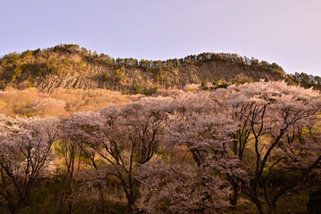 Fototapeta na wymiar 屛風岩の桜