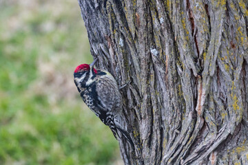 Woodpecker on a tree trunk