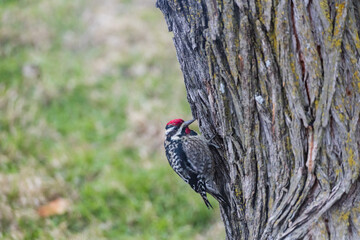 Woodpecker on a tree trunk