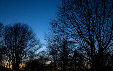 Sunset Tree