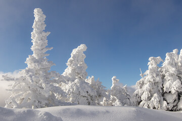 Arbres enneigés sous un ciel bleu d'hiver