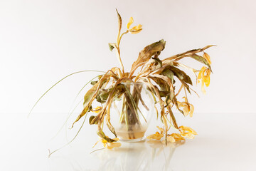 Bouquet d'orchid&eacute;s fann&eacute;s sur fond blanc