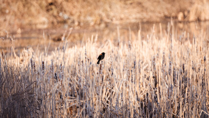 bird in wetland