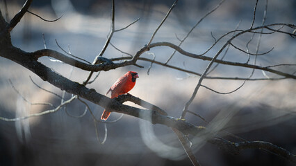 red cardinal on branch