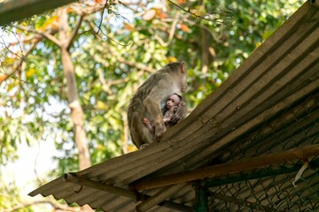 Rhesus Macaque feeding her infant
