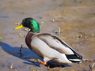Obraz premium male mallard duck (Anas platyrhynchos)