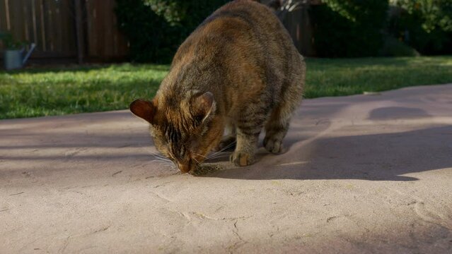 Pet cat eating a pile of catnip