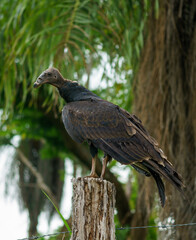 Black vulture purched on a fence post with tropical plants in the background