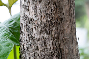 Obraz premium Texture of Teak tree in the forest.
